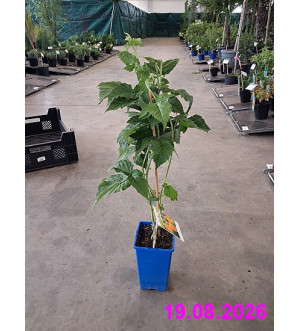 Rubus idaeus 'Sugana Yellow'® RP 1,6 L